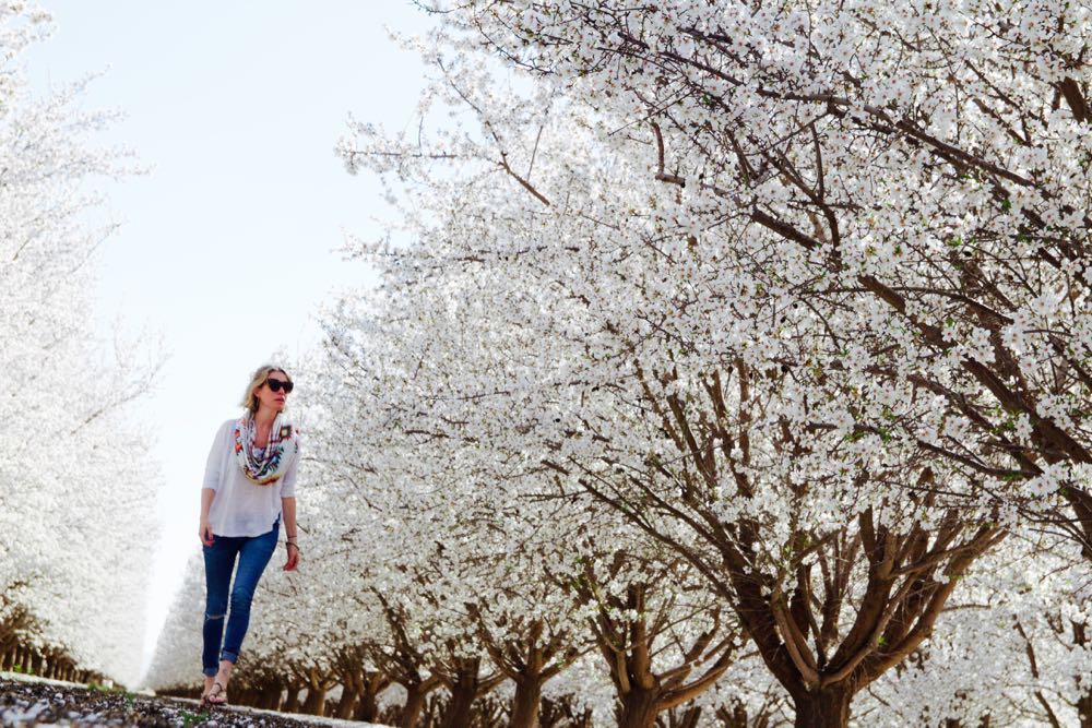 Walking through an almond tree field