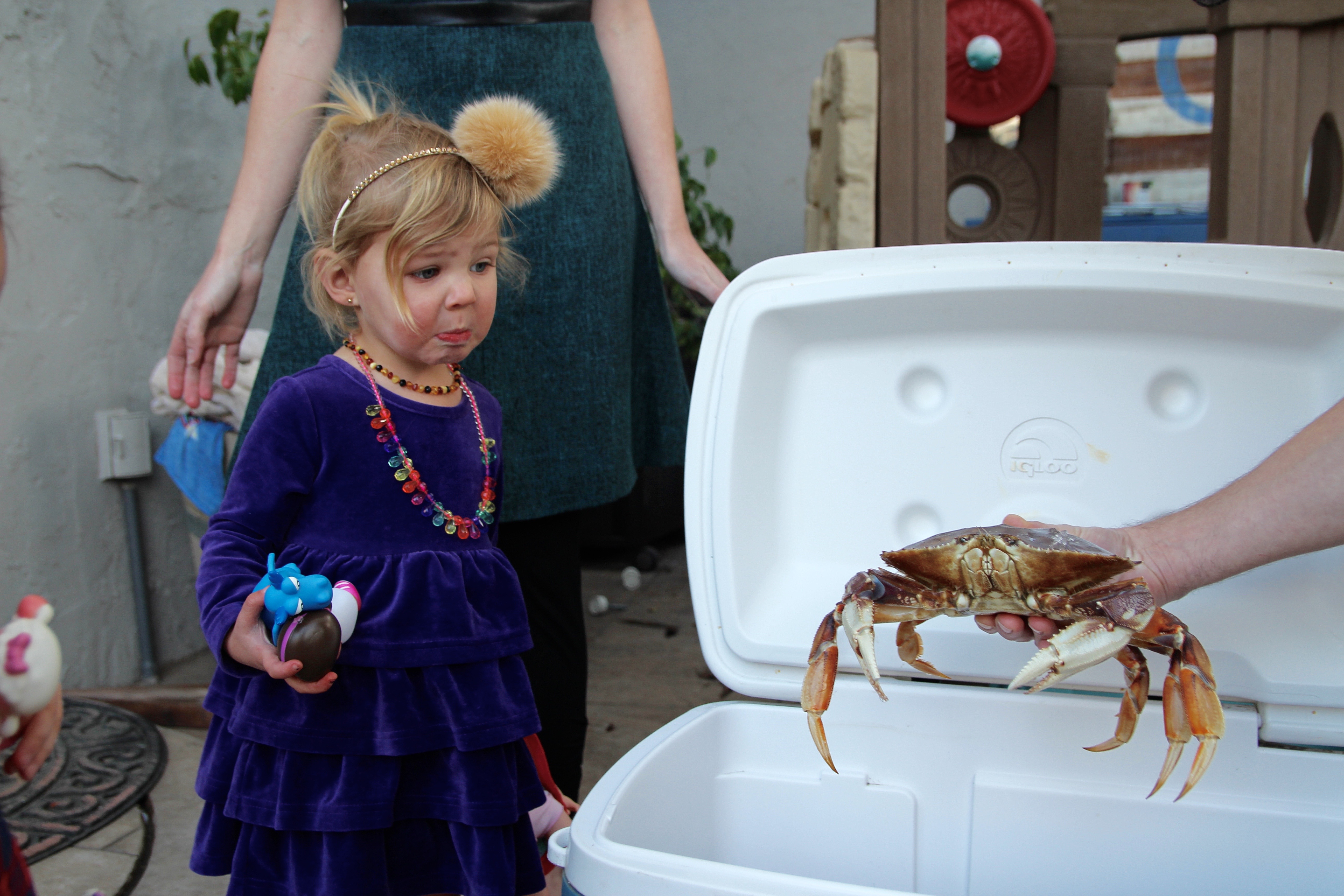 little girl staring at dungeness crab